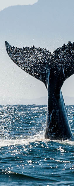 Seascape with Whale tail. The humpback whale (Megaptera novaeangliae) tail